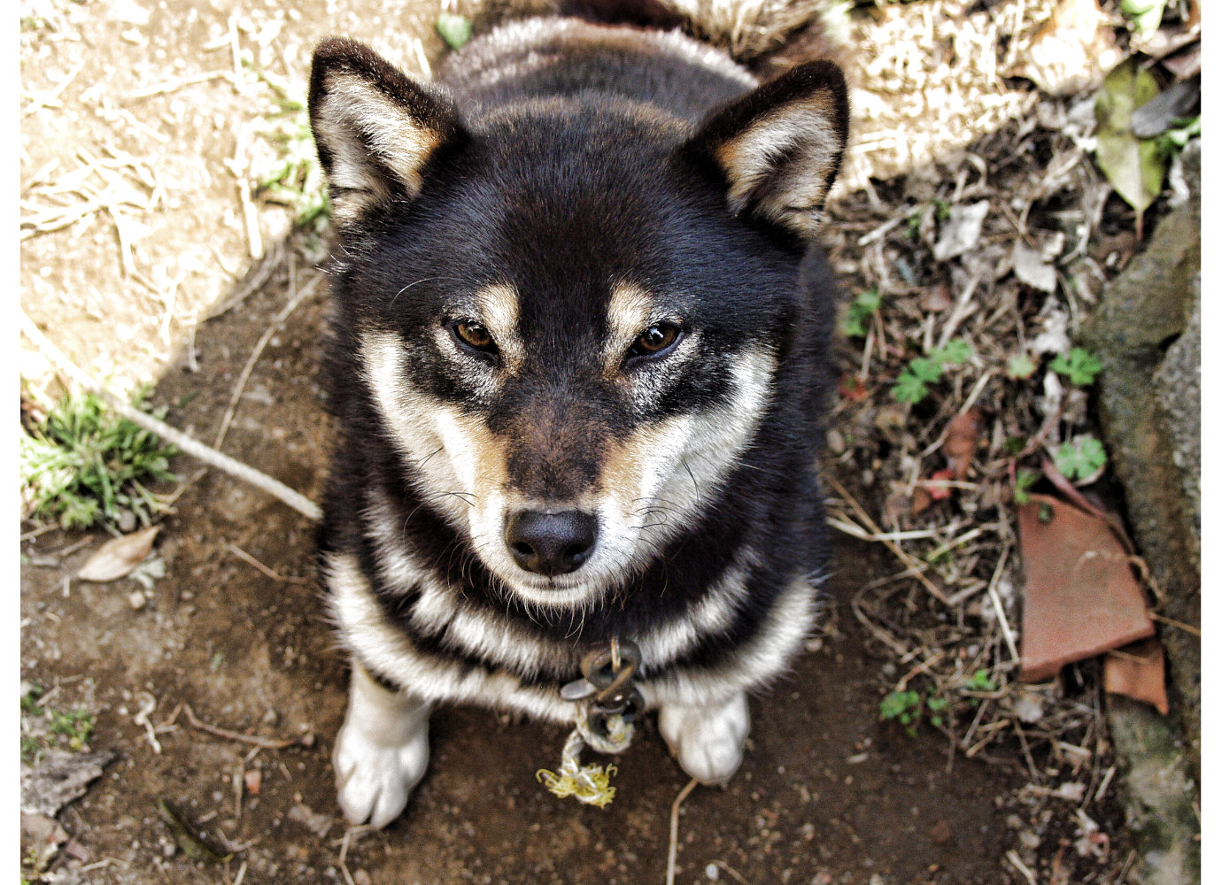 黒柴犬「凛」